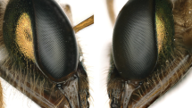 Včela se narodila se vzácnou anomálií: z jedné strany vypadá jako samec, z druhé jako samice