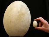 Neznámý kupec zaplatil v aukci 122.500 liber (asi čtyři miliony korun) za zcela zachovalou skořápku vejce vyhynulého pštrosa obrovského.