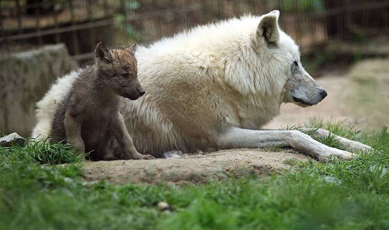 Vlk Hudsonův v olomoucké zoo.