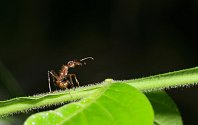 Mravenec rodu Azteca