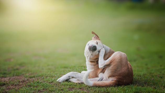 Časté drbání může u psa znamenat alergii.