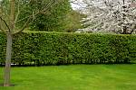 A hornbeam hedge has lush green leaves in spring.