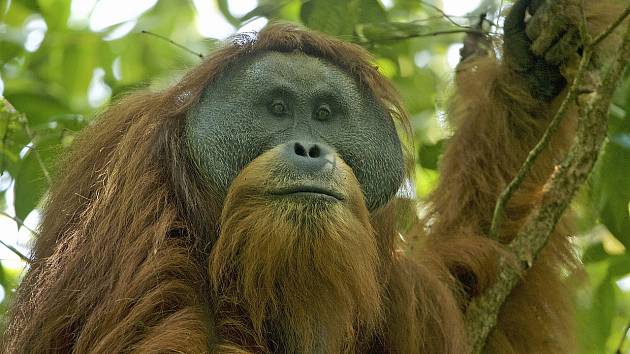Orangutan tapanulijský
