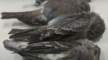 V Novém Mexiku dochází k záhadnému úhynu velkého množství ptáků