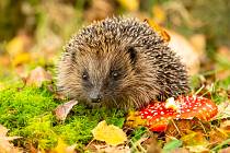 Pro ježky jsou rájem zahrady, kde naleznou snadno přístupný kompost a větší kupku dříví a listí, pod kterou se mohou zahrabat