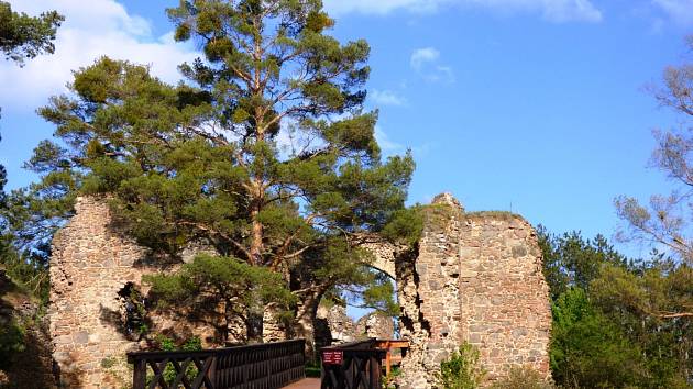 Vstup do hradu střeží statná borovice