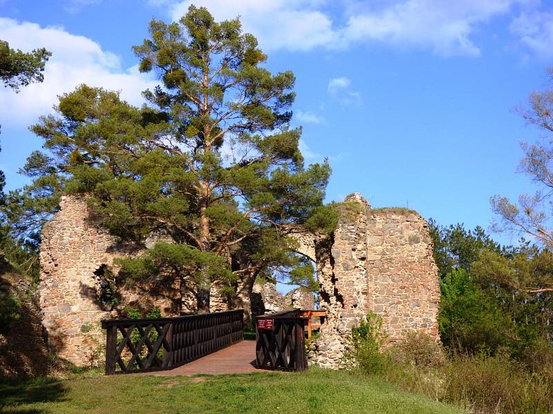 Vstup do hradu střeží statná borovice