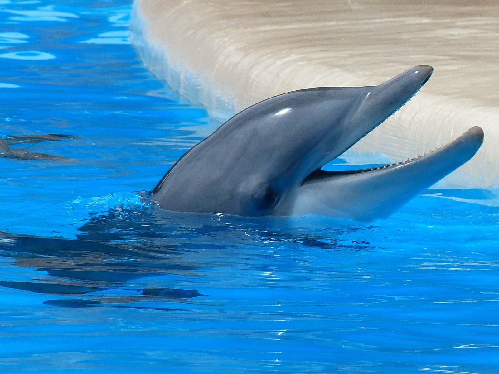 Život v oceánech kdysi "terorizovali" zabijáčtí delfíni. Jejich útok byl  děsivý - Moravskoslezský deník