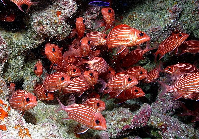 Národní památka Papahānaumokuākea Marine National Monument