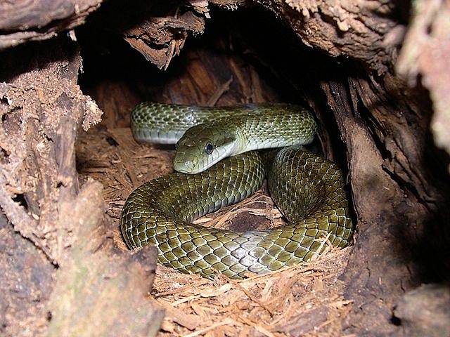 Teritoriální povaha úzce spojuje hady s jejich domovským prostředím