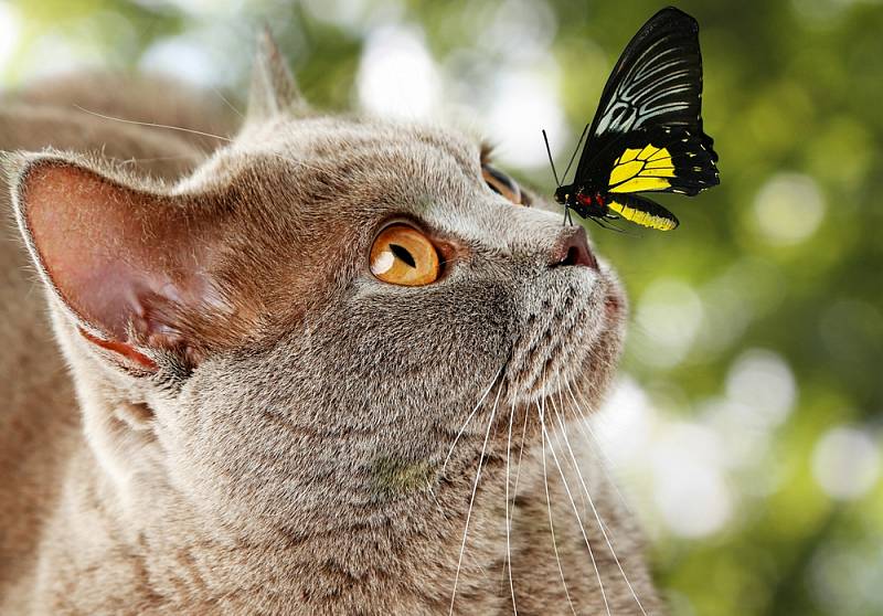 Kočka a motýl - Ilustrační foto