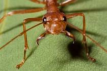 Červený mravenec je hrozbou pro celou Austrálii