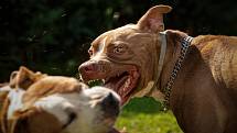Loni lékaři zaznamenali přes šest stovek případů útoků psů, které si vyžádaly ošetření. Ilustrační snímek