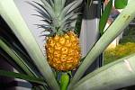 Zralý plod ananasu, který vypěstovala Petra Vogelová
