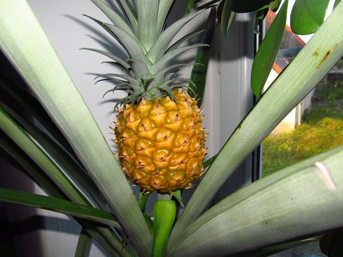 Zralý plod ananasu, který vypěstovala Petra Vogelová