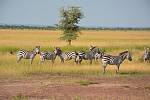 Národní park Serengeti je plný volně žijících divokých zvířat