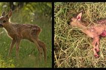 Za celou sezónu zemře v Čechách kolem 60 tisíc srnčat kvůli senoseči