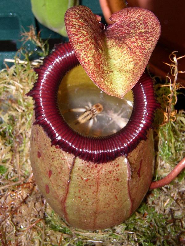 Láčkovka Nepenthes sibuyanensis. Láčkovky patří mezi nejznámější masožravé rostliny.