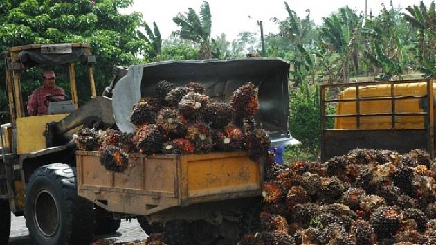Výroba palmového oleje. Ilustrační foto