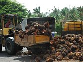Výroba palmového oleje. Ilustrační foto