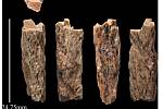 Dvoucentimetrový úlomek kosti denisovana, nalezený v Denisově jeskyni na Sibiři. Nález byl v roce 2016 zveřejněn ve Scientific Reports