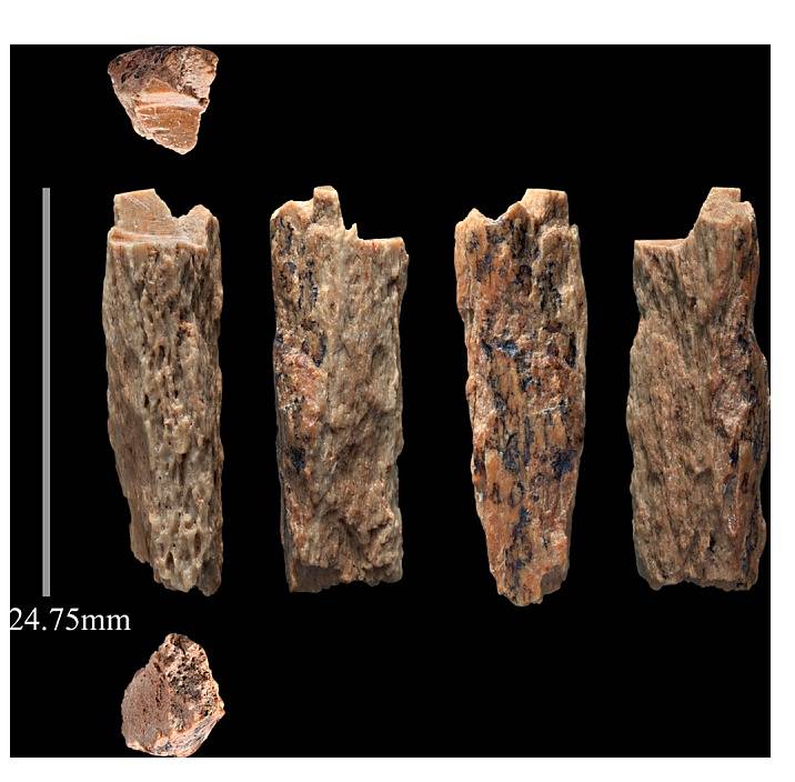 Dvoucentimetrový úlomek kosti denisovana, nalezený v Denisově jeskyni na Sibiři. Nález byl v roce 2016 zveřejněn ve Scientific Reports