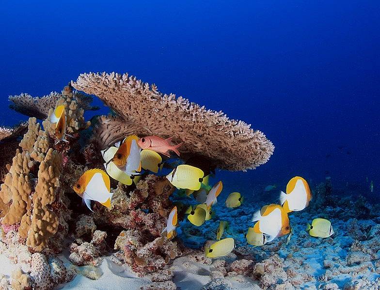 Národní památka Papahānaumokuākea Marine National Monument