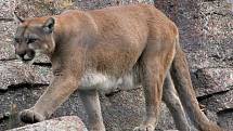 Puma americká