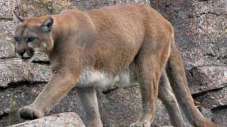 Puma se možná toulá po Jindřichohradecku - Jindřichohradecký deník