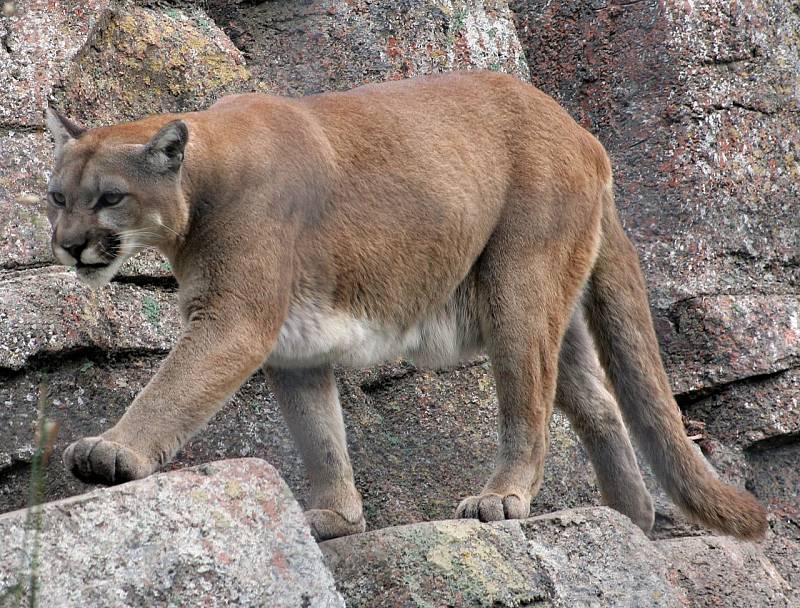 Puma americká