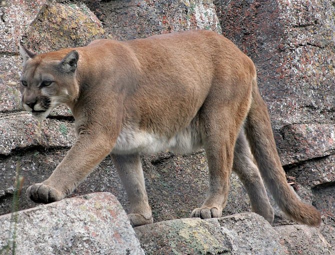 Puma americká. Ilustrační snímek