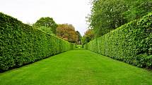  Aby byl živý plot chloubou zahrady, měl by být zdravý a dobře rostlý, což zajistí správný zástřih.