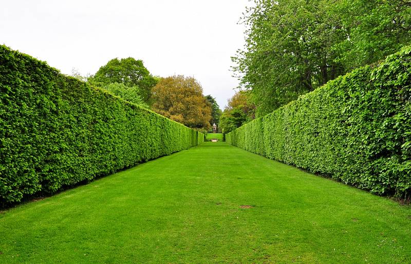  Aby byl živý plot chloubou zahrady, měl by být zdravý a dobře rostlý, což zajistí správný zástřih.