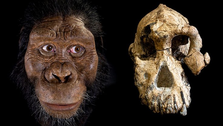 Překvapivě zachovalá, 3,8 milionu let stará fosilie australopitékovy lebky nám nabízí dokonalejší představu o tom, jak vypadal (vlevo umělecká rekonstrukce)