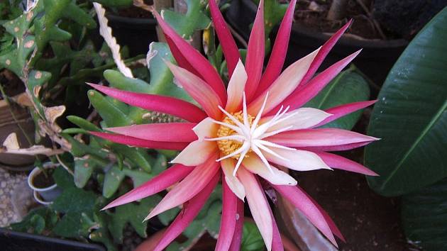 Kaktusům Selenicereus se někdy přezdívá měsíční kaktusy kvůli tomu, že kvetou za svitu Měsíce. Na snímku kvetoucí Selenicereus anthonyanus, jenž se rodí každý rok znovu a žije jen jeden den