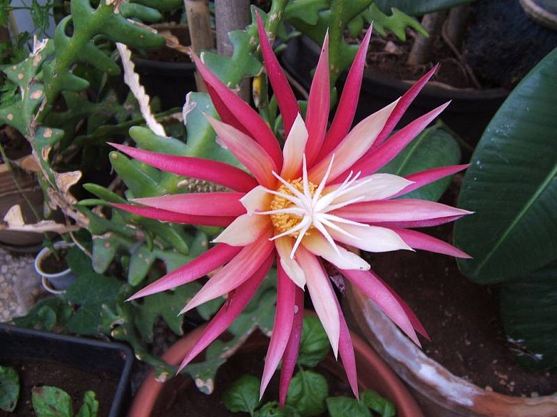 Kaktusům Selenicereus se někdy přezdívá "kaktusy svitu Luny" kvůli tomu, že kvetou jen v noci za svitu Měsíce. Na snímku Selenicereus anthonyanus v květu, jenž se rodí každý rok znovu a žije jen jeden den