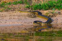Doposud byly anakondy považovány za největší hady na světě. Teď ale tým badatelů v Amazonii objevil hada ještě většího. Podívat se na něj můžete v článku.