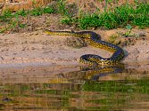 Doposud byly anakondy považovány za největší hady na světě. Teď ale tým badatelů v Amazonii objevil hada ještě většího. Podívat se na něj můžete v článku.