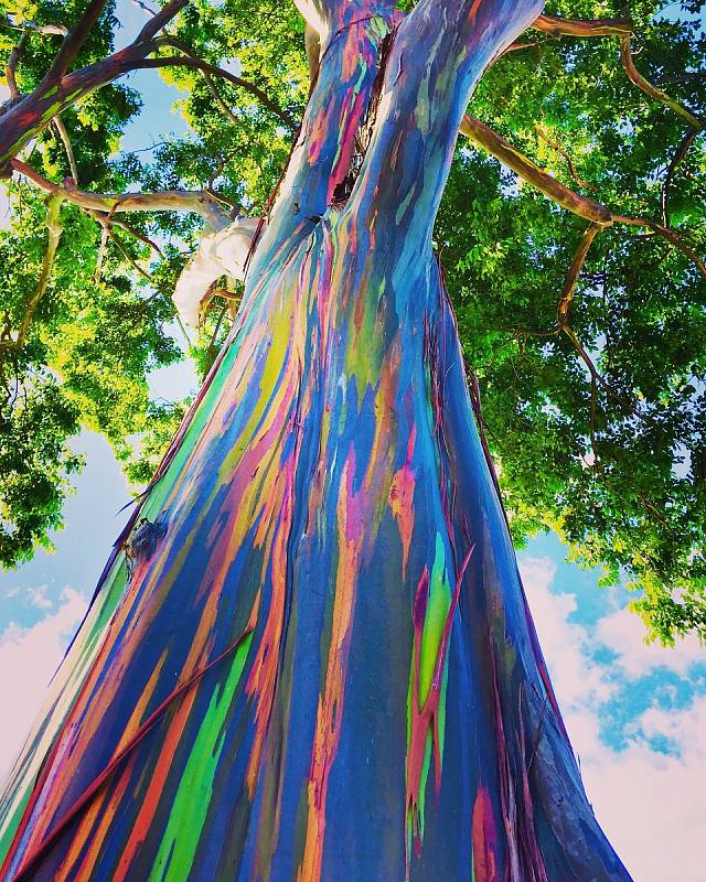 Díky svému unikátnímu vzhledu je duhový eukalyptus využíván k výzdobě zahrad i parků.