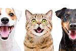 Zdraví ústní dutiny je velmi důležité pro fungování celého těla, stejně jako pro psychickou pohodu psů a koček.