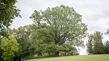 Jeden z vzácných dubů v šilheřovickém parku má 460 let a získal 2. místo v soutěži Strom roku 2015