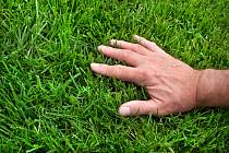 Dokonalý hustý zelený trávník stojí mnoho úsilí. Hnojit ho můžete i odpadem.
