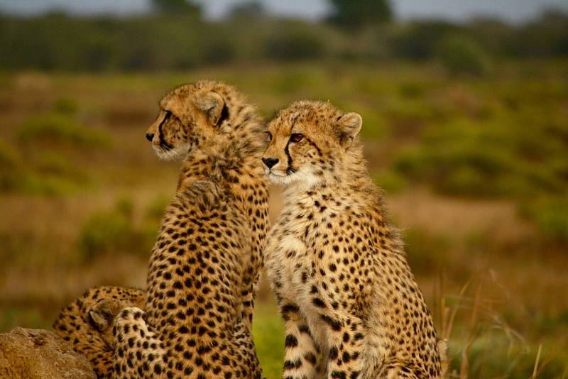 Gepardům pomáhá splynout s okolím při lovu jejich zbarvení.
