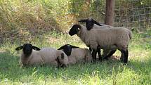 Panský dvůr Telč – výběh s ovečkami