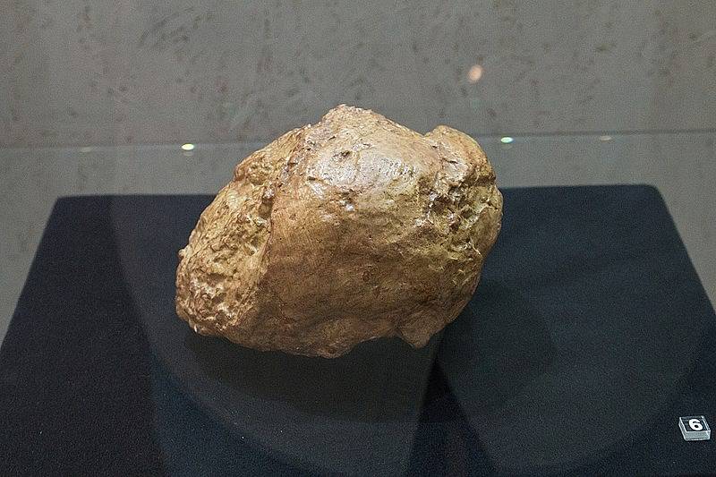 Kus neandertálské lebky