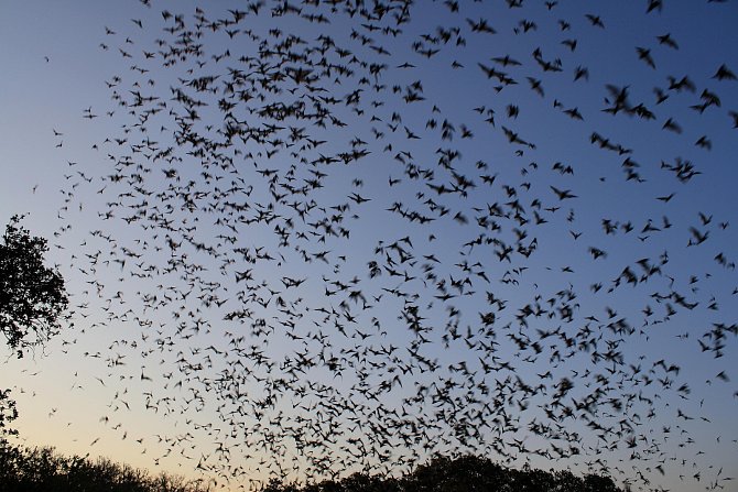 Netopýří jeskyně Bracken v Texasu je letním domovem pro 20 milionů netopýrů
