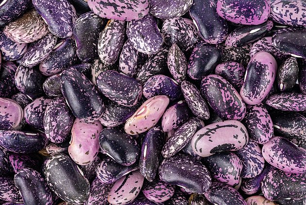 Fazol šarlatový patří k nejvíce toxickým odrůdám fazolí.