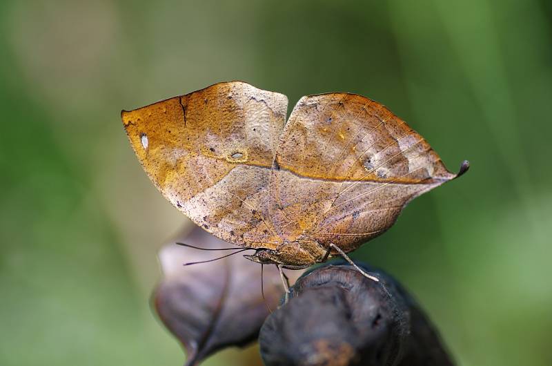 Motýl může vypadat i jako suchý list.