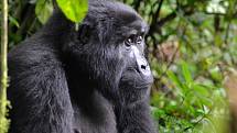 Gorila horská je kriticky ohrožená.