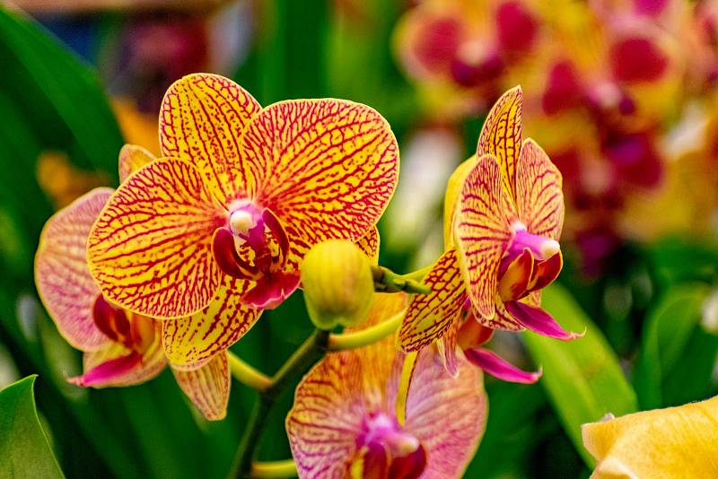 Ještě před pár desítkami let jste se mohli těšit krásou orchidejí jen v botanických zahradách.